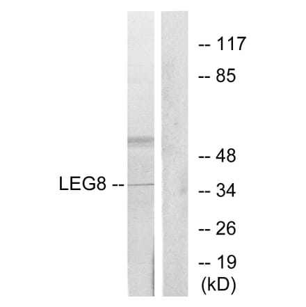 Western Blot - Anti-LEG8 Antibody (C13079) - Antibodies.com