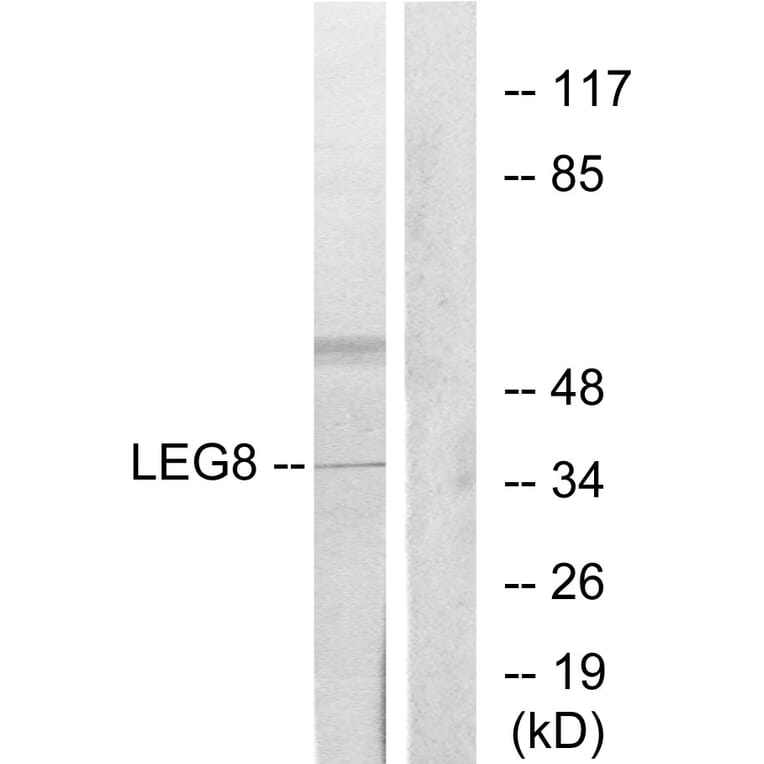 Western Blot - Anti-LEG8 Antibody (C13079) - Antibodies.com