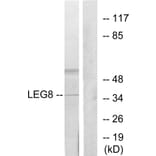 Western Blot - Anti-LEG8 Antibody (C13079) - Antibodies.com