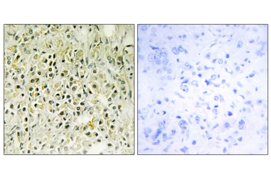 Immunohistochemistry - Anti-LEG8 Antibody (C13079) - Antibodies.com