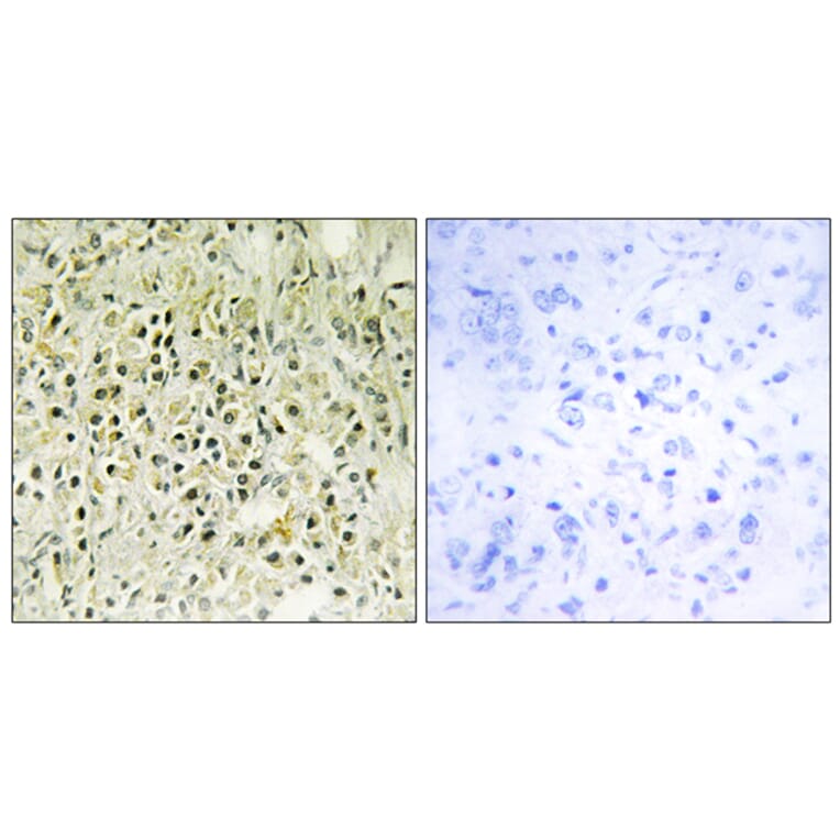 Immunohistochemistry - Anti-LEG8 Antibody (C13079) - Antibodies.com