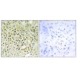 Immunohistochemistry - Anti-LEG8 Antibody (C13079) - Antibodies.com