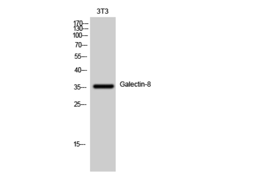 Western Blot - Anti-LEG8 Antibody (C13079) - Antibodies.com
