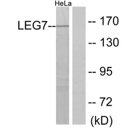 Western Blot - Anti-LEG7 Antibody (C13078) - Antibodies.com