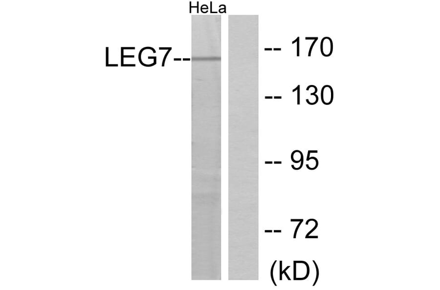 Western Blot - Anti-LEG7 Antibody (C13078) - Antibodies.com