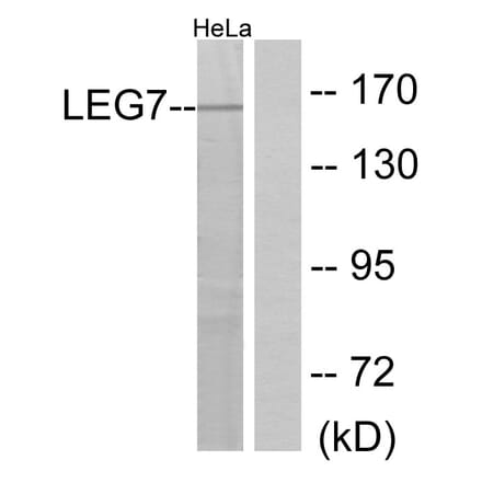 Western Blot - Anti-LEG7 Antibody (C13078) - Antibodies.com