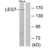 Western Blot - Anti-LEG7 Antibody (C13078) - Antibodies.com