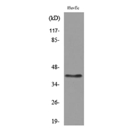 Western Blot - Anti-LAYN Antibody (C30259) - Antibodies.com