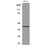 Western Blot - Anti-LAYN Antibody (C30259) - Antibodies.com