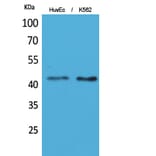 Western Blot - Anti-LAYN Antibody (C30259) - Antibodies.com