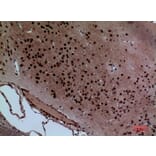 Immunohistochemistry - Anti-LAYN Antibody (C30259) - Antibodies.com