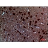 Immunohistochemistry - Anti-LAYN Antibody (C30259) - Antibodies.com