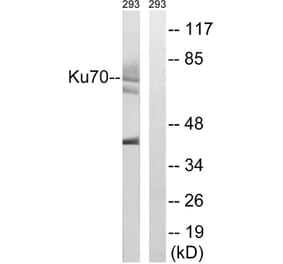 Western Blot - Anti-Ku70 Antibody (B0449) - Antibodies.com