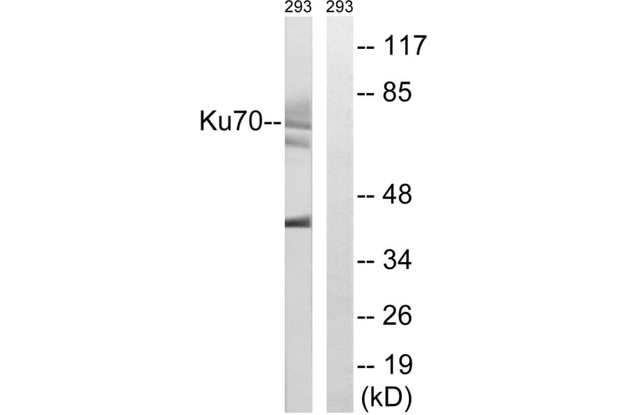 Western Blot - Anti-Ku70 Antibody (B0449) - Antibodies.com