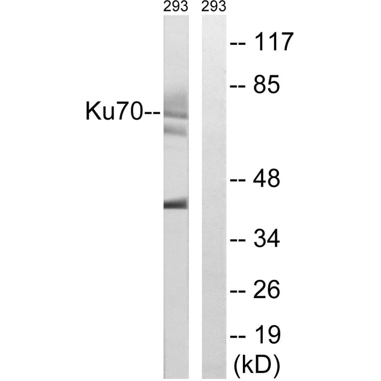 Western Blot - Anti-Ku70 Antibody (B0449) - Antibodies.com