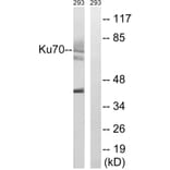 Western Blot - Anti-Ku70 Antibody (B0449) - Antibodies.com