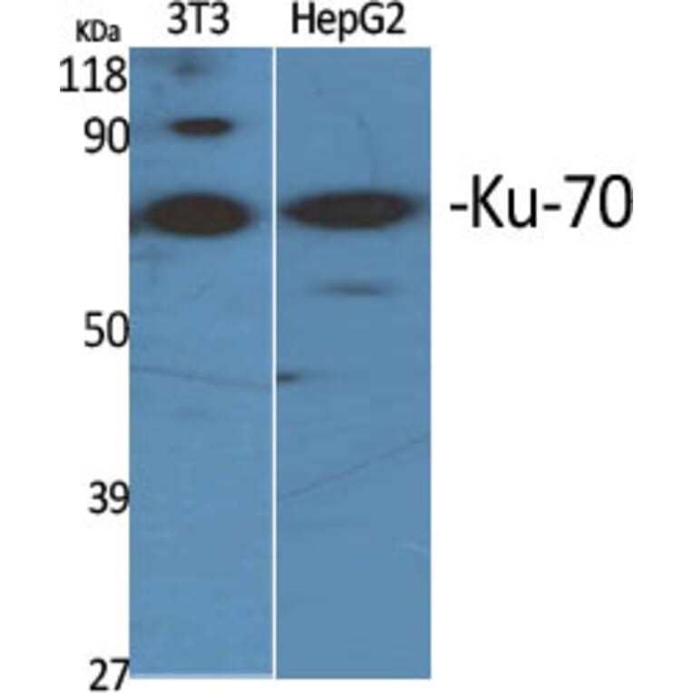 Western Blot - Anti-Ku70 Antibody (B0449) - Antibodies.com