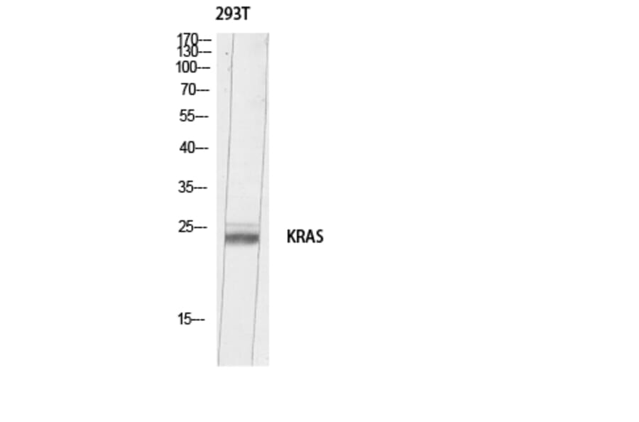 Western Blot - Anti-KRAS Antibody (C30060) - Antibodies.com