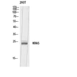 Western Blot - Anti-KRAS Antibody (C30060) - Antibodies.com