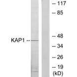 Western Blot - Anti-KAP1 Antibody (C10527) - Antibodies.com