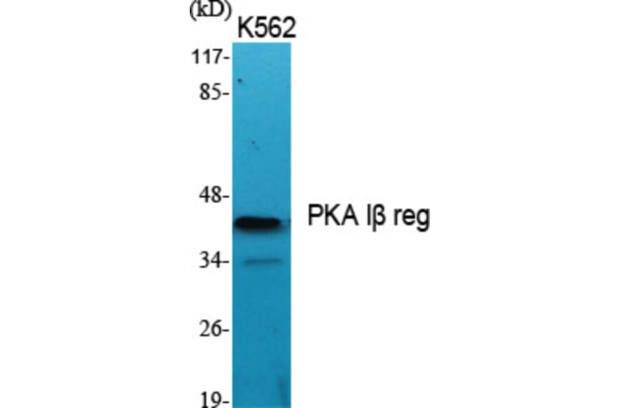 Western Blot - Anti-KAP1 Antibody (C10527) - Antibodies.com