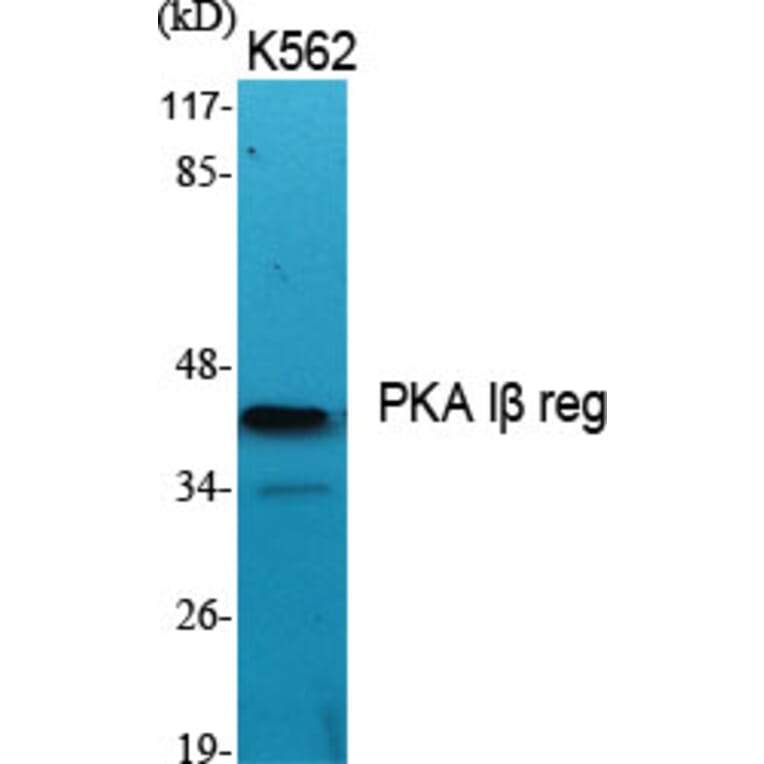 Western Blot - Anti-KAP1 Antibody (C10527) - Antibodies.com