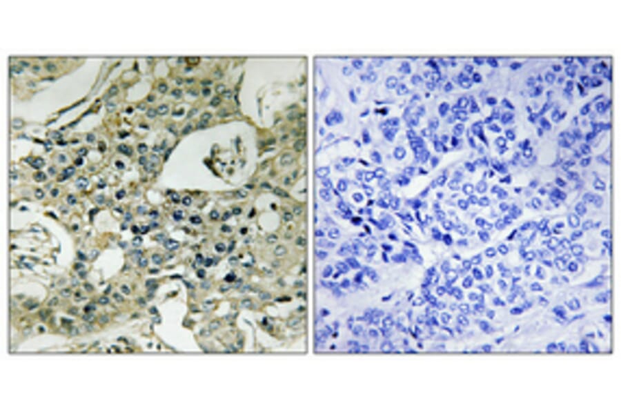 Immunohistochemistry - Anti-KAP1 Antibody (C10527) - Antibodies.com