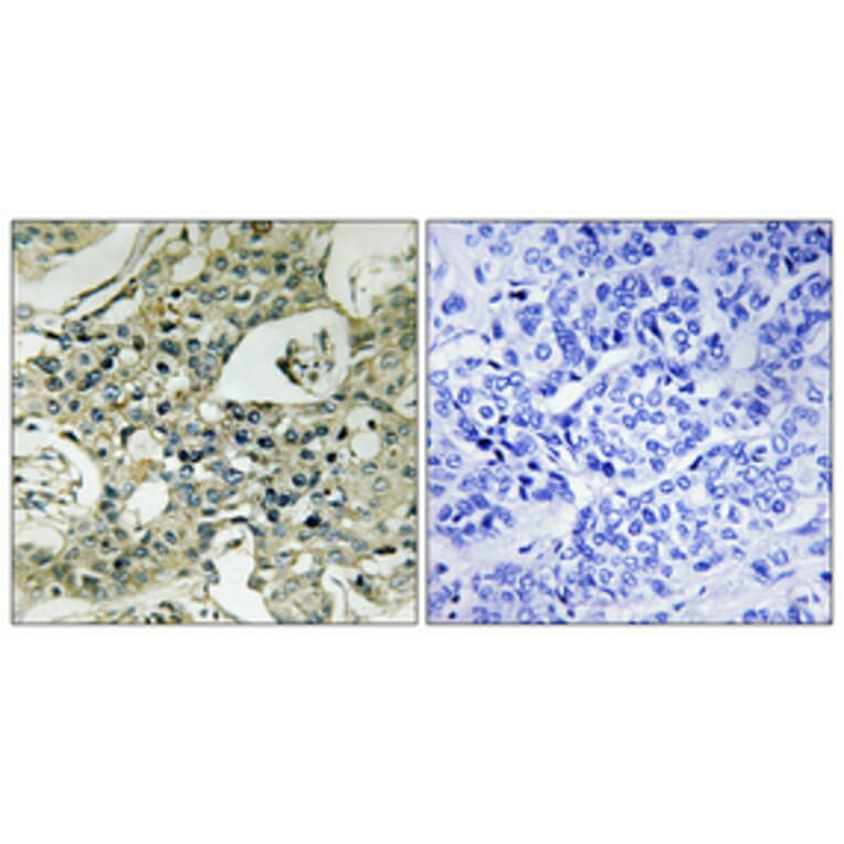 Immunohistochemistry - Anti-KAP1 Antibody (C10527) - Antibodies.com