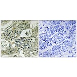Immunohistochemistry - Anti-KAP1 Antibody (C10527) - Antibodies.com