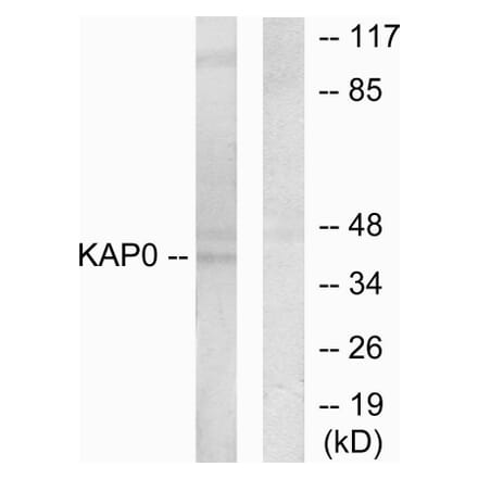 Western Blot - Anti-KAP0 Antibody (C10337) - Antibodies.com