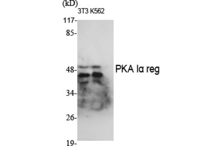 Western Blot - Anti-KAP0 Antibody (C10337) - Antibodies.com