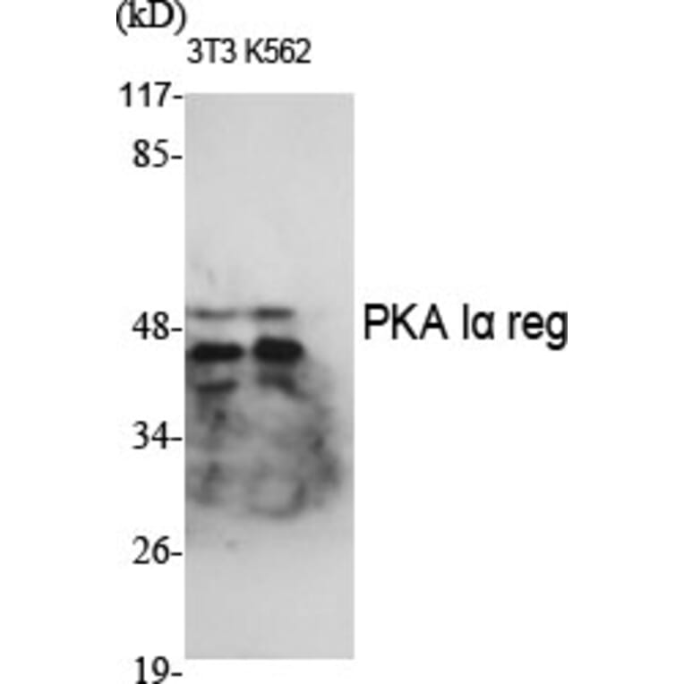 Western Blot - Anti-KAP0 Antibody (C10337) - Antibodies.com