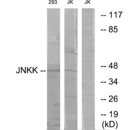 Western Blot - Anti-JNKK Antibody (C10624) - Antibodies.com