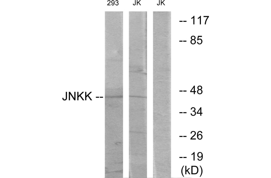 Western Blot - Anti-JNKK Antibody (C10624) - Antibodies.com