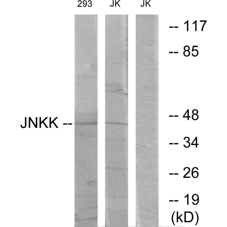 Western Blot - Anti-JNKK Antibody (C10624) - Antibodies.com