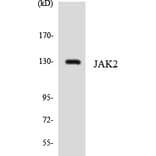 Western Blot - Anti-JAK2 Antibody (R12-2940) - Antibodies.com