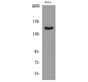 Western Blot - Anti-JAG1 Antibody (C30483) - Antibodies.com