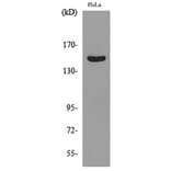 Western Blot - Anti-JAG1 Antibody (C30483) - Antibodies.com