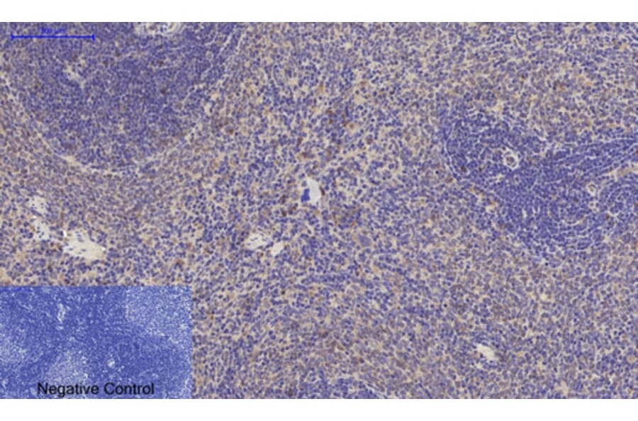 Immunohistochemistry - Anti-JAG1 Antibody (C30483) - Antibodies.com