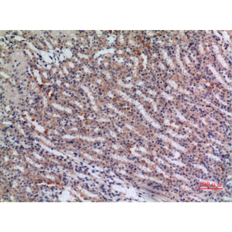 Immunohistochemistry - Anti-JAG1 Antibody (C30483) - Antibodies.com