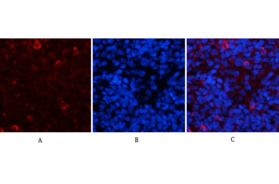 Immunofluorescence - Anti-JAG1 Antibody (C30483) - Antibodies.com
