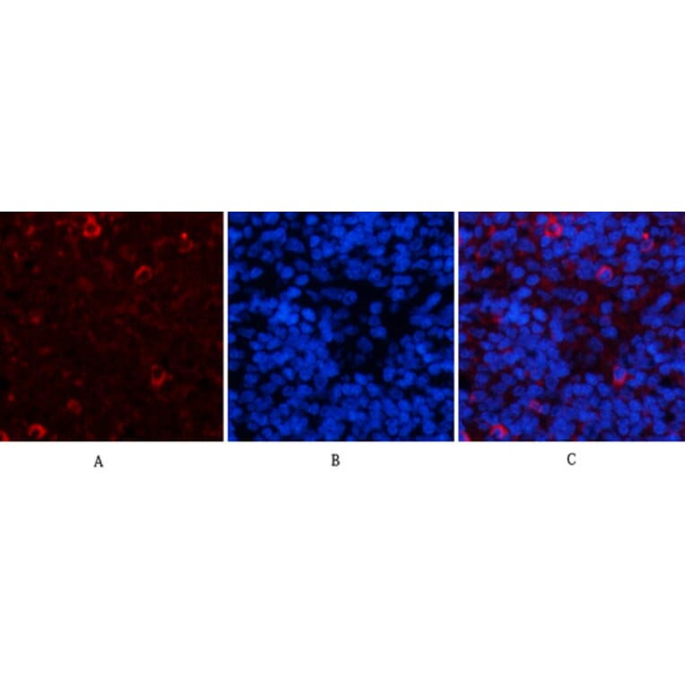 Immunofluorescence - Anti-JAG1 Antibody (C30483) - Antibodies.com