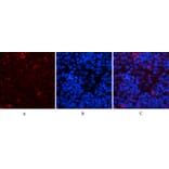 Immunofluorescence - Anti-JAG1 Antibody (C30483) - Antibodies.com