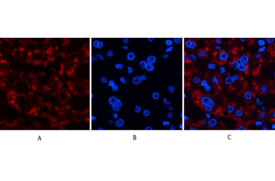 Immunofluorescence - Anti-JAG1 Antibody (C30483) - Antibodies.com