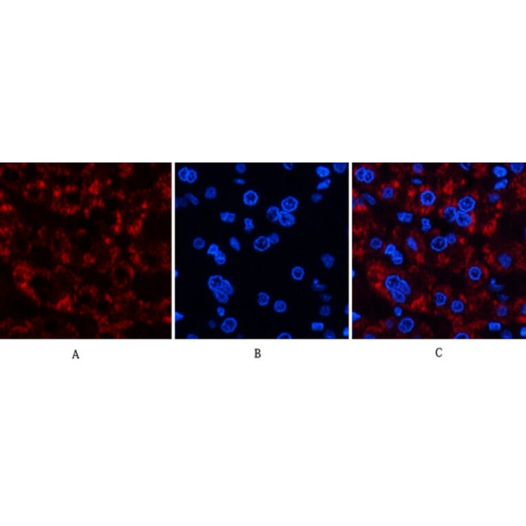 Immunofluorescence - Anti-JAG1 Antibody (C30483) - Antibodies.com