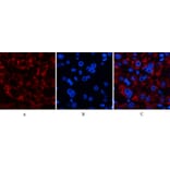 Immunofluorescence - Anti-JAG1 Antibody (C30483) - Antibodies.com
