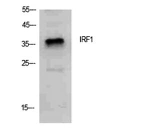 Western Blot - Anti-IRF1 Antibody (C30970) - Antibodies.com