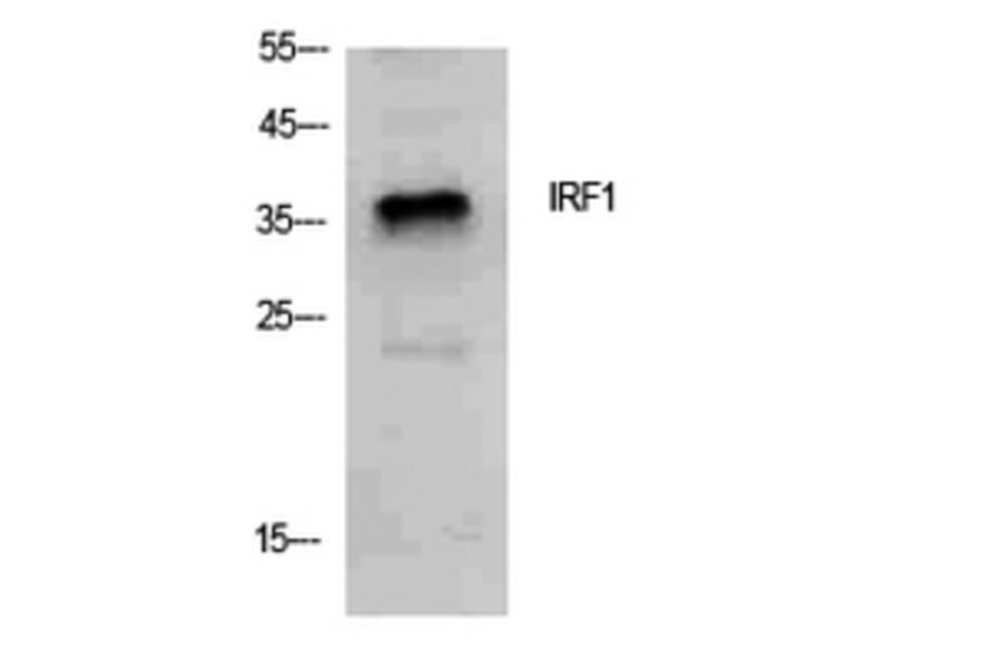 Western Blot - Anti-IRF1 Antibody (C30970) - Antibodies.com