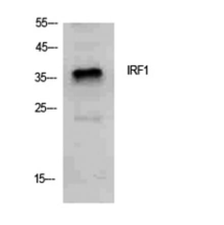 Western Blot - Anti-IRF1 Antibody (C30970) - Antibodies.com