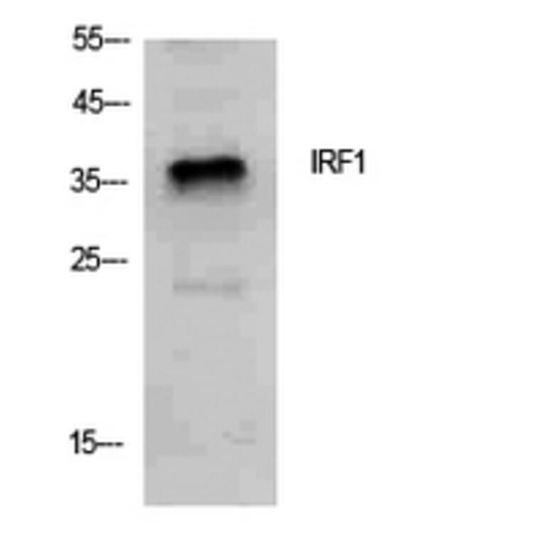 Western Blot - Anti-IRF1 Antibody (C30970) - Antibodies.com